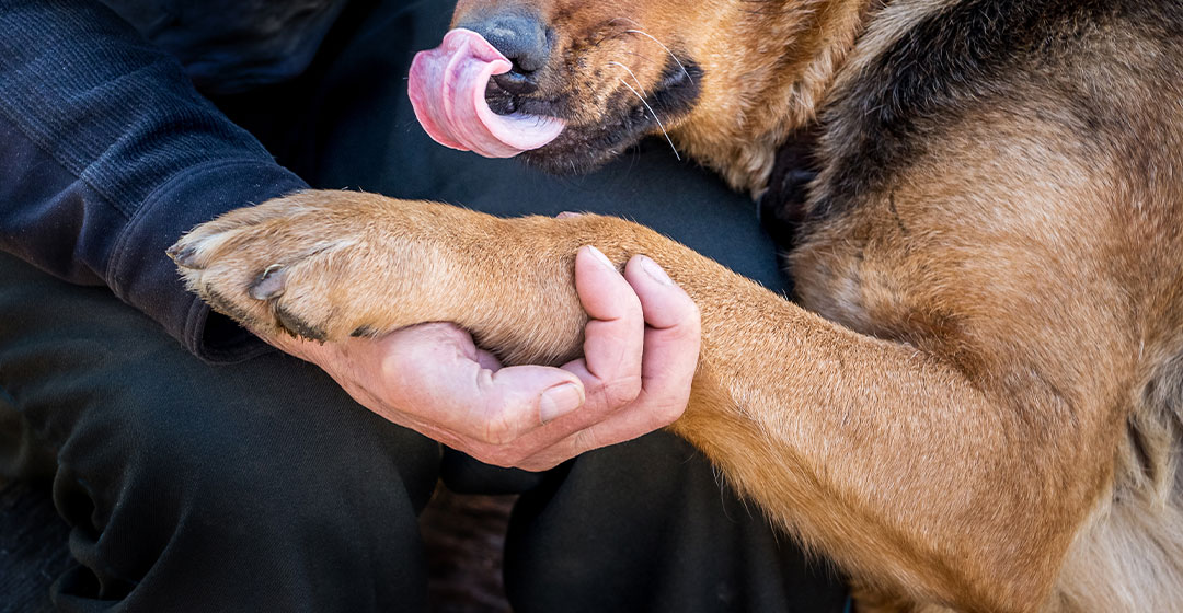 Veterinary team member comforting a pet during hospice and end-of-life care at Olive Animal Hospital