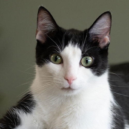 Ollie, the Olive Animal Hospital mascot pet, in Danville, IN