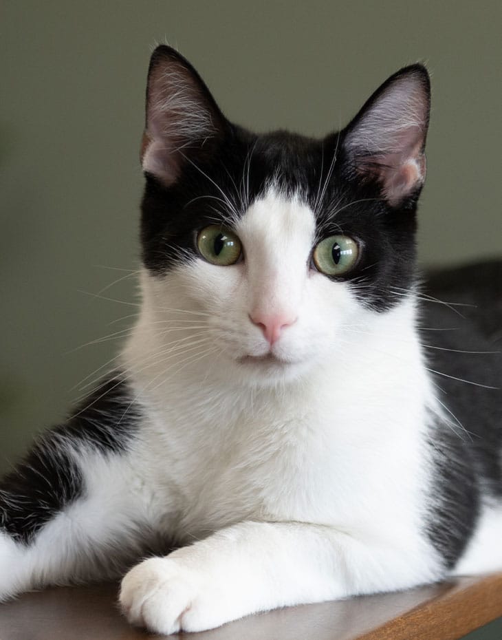 Ollie, the mascot or therapy pet of Olive Animal Hospital in Danville, IN
